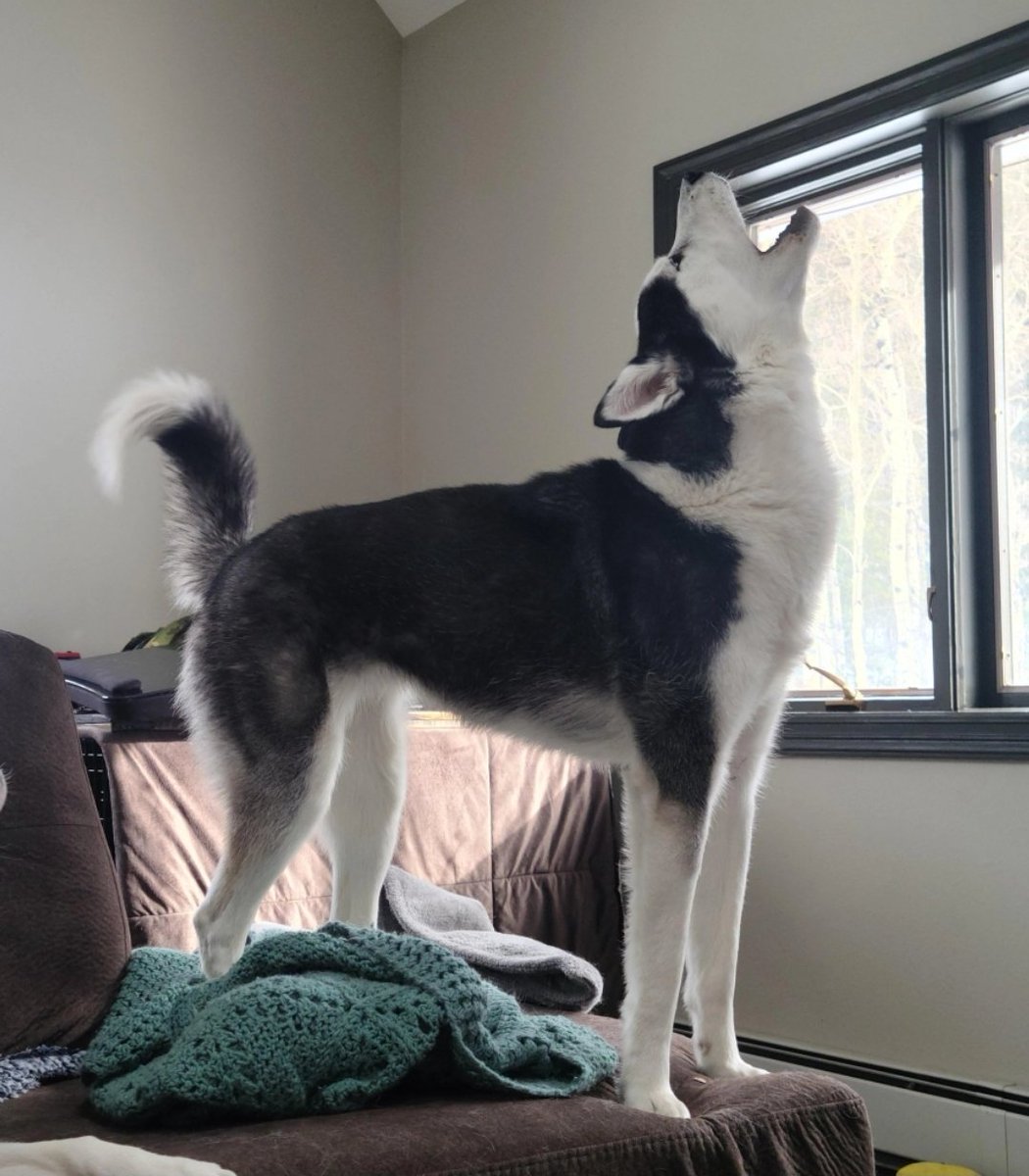 KingCosmicNick's tweet image. GM, IT&apos;S MONDAY! GO CAUSE PROBLEMS RAAAHHH!