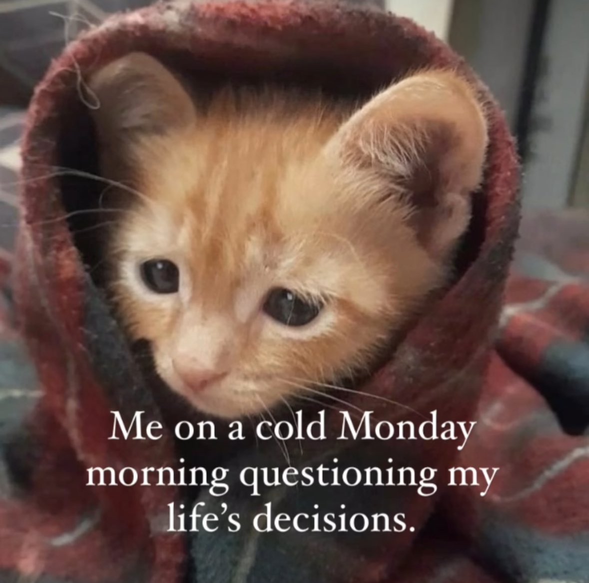 LiterallyMeCats (@literallymecats) on Twitter photo 