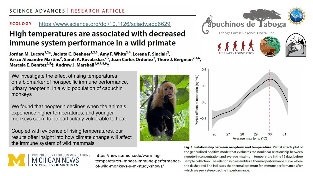 I'm proud to present our latest article showing how immune performance is related to temperature in wild capuchin monkeys 🐵science.org/doi/10.1126/sc…
see the Michigan News piece for pictures and videos of the Capuchinos de Taboga monkeys: news.umich.edu/warming-temper…