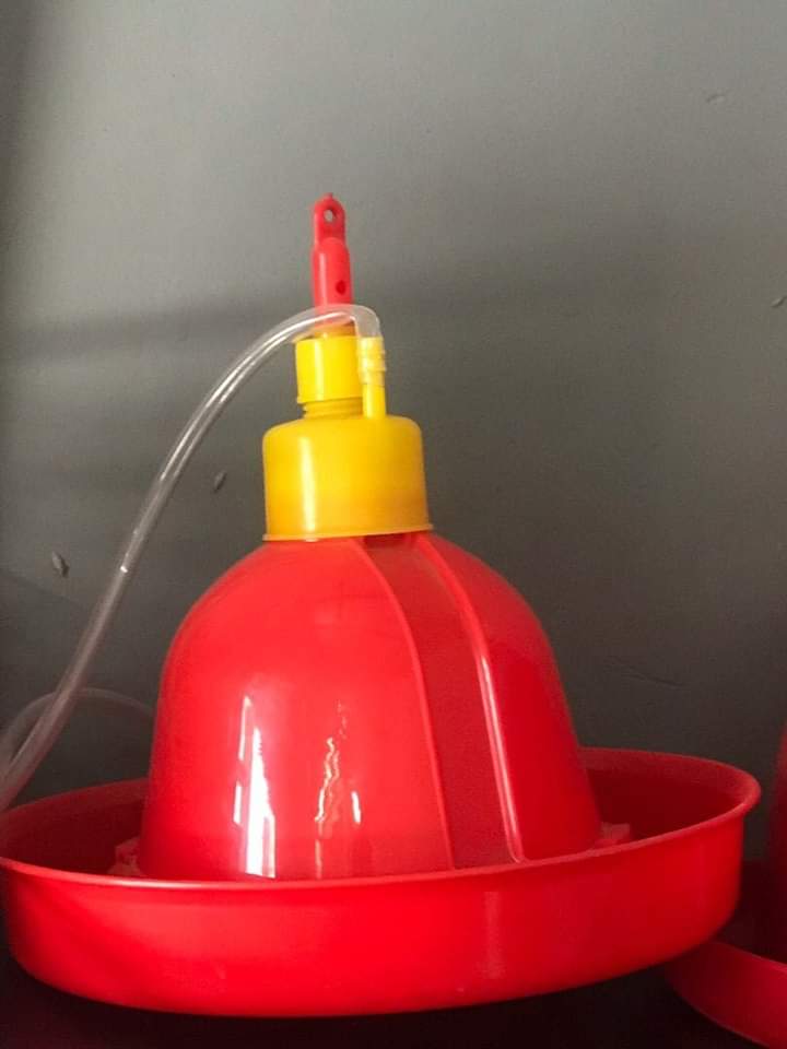 Omoiyalode0809's tweet photo. @itsSh0la I sell all kinds of poultry equipments
WhatsApp 08062431818
Call 07059917222 https://t.co/7iFB0L509c