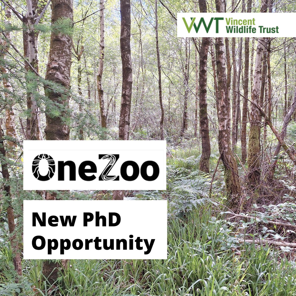 Vincent Wildlife (@vincentwildlife) on Twitter photo VWT is delighted to support this new PhD opportunity in partnership with <a href="/OneZooCDT/">OneZoo Centre for Doctoral Training</a>, <a href="/AberUni/">Aberystwyth University</a> and <a href="/QUBelfast/">Queen's University Belfast 🎓</a>. The research will look at zoonoses and distribution of feral cats in rural landscapes.
bit.ly/3OwmZ4y for more info. VWT is delighted to support this new PhD opportunity in partnership with <a href="/OneZooCDT/">OneZoo Centre for Doctoral Training</a>, <a href="/AberUni/">Aberystwyth University</a> and <a href="/QUBelfast/">Queen's University Belfast 🎓</a>. The research will look at zoonoses and distribution of feral cats in rural landscapes.
bit.ly/3OwmZ4y for more info.