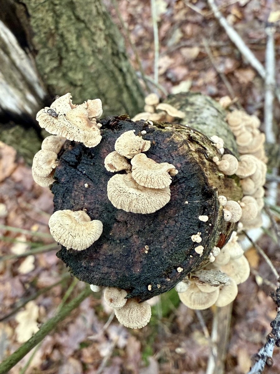 Bitter oysterlings