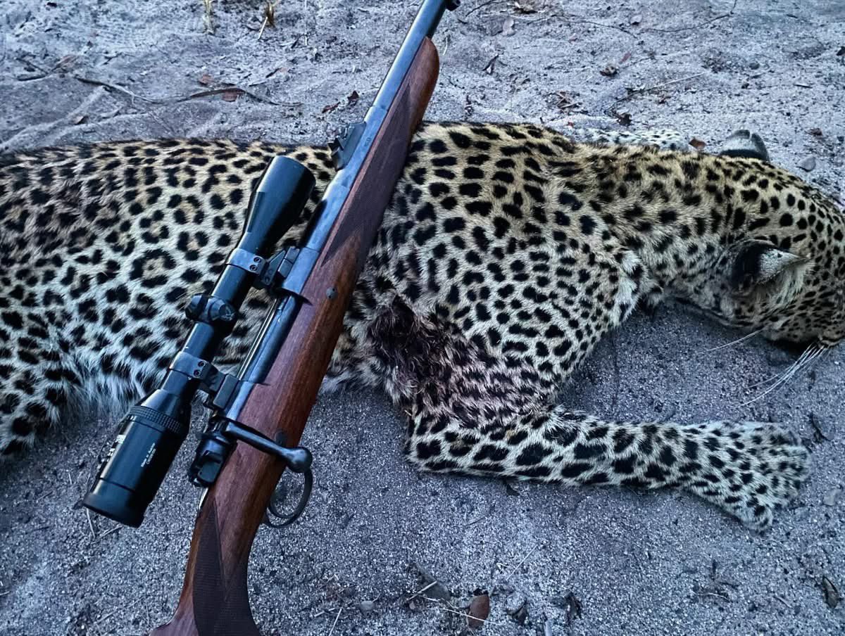 XposeTrophyHunt's tweet image. Martin Owen, pharmacist at Walmart, Virginia (left) killed this leopard from a blind, courtesy Cabassa Safaris, Mozambique. 1 Bottom feeder with money and 2 bottom feeders with shit for brains. 🤬RT
#BanTrophyHunting 
@SARA2001NOOR @Angelux1111 @Gail7175 @Lin11W @Protect_Wldlife