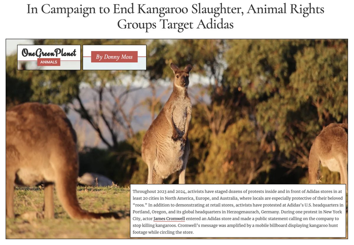 As described in this <a href="/OneGreenPlanet/">One Green Planet</a> article, animal advocates around the world are taking to the streets to call on #Adidas to stop chasing down wild kangaroos and stealing their skin for <a href="/adidasfootball/">adidas Football</a> boots. 

CEO Bjorn Gulden and Board Chairman <a href="/ThomasRabe/">Thomas Rabe</a> (who is also