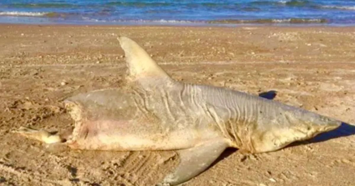 RawSurfingAdv's tweet photo. Half eaten 📷 washed ashore in New Smyrna Beach!!! Wonder what it was that make it its dinner? 📷

#rawsurf #shark #deadshark #halfeaten #newsmyrnabeach https://t.co/e9N1n8NUXj