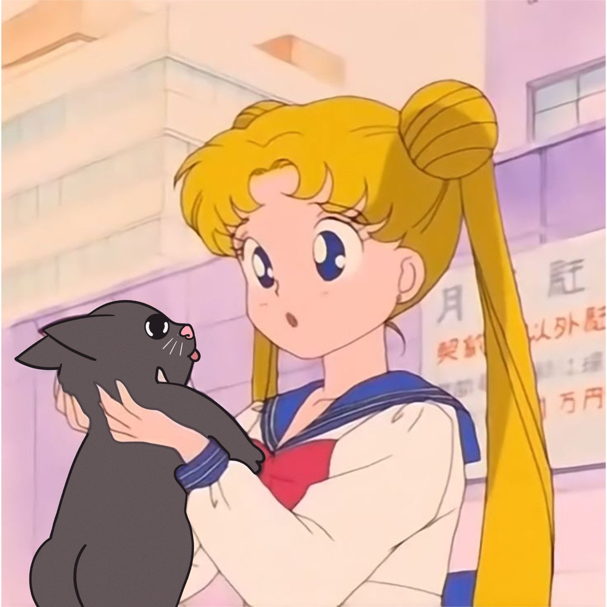 a cat tweet media