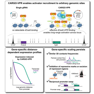 Molecular Cell tweet media