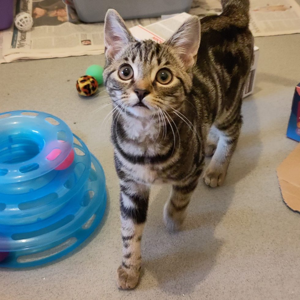Young Noodle needs his forever home. Chat to <a href="/CatsShelter/">Sheffield Cats Shelter</a> on Wednesday at the #SheffEX business show if you have a cheeky feline shaped space in your life. Register at sheffex.com/sheffield-cats… #CatsofTwittter #sheffield