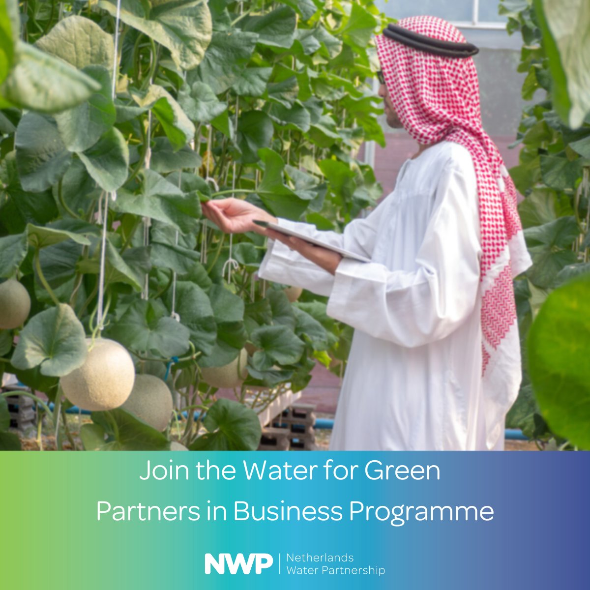 Join the Water for Green Partners for International Business (#PIB) programme with focus on the #GulfRegion. The programme starts on 1 January and consists of a one year action plan for the cluster of Dutch businesses and knowledge institutes.
ℹ️netherlandswaterpartnership.com/news/join-wate…