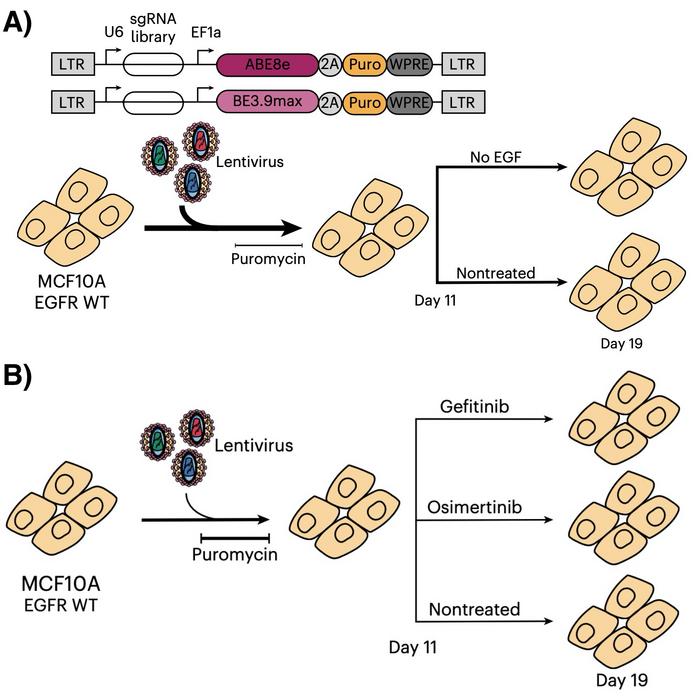 Nature Biotechnology (@naturebiotech) on Twitter photo <a href="/randall_platt/">Randall Platt</a> <a href="/olivier_belli/">Olivier Belli</a> <a href="/k_karava/">Kyriaki Karava</a> <a href="/ETH_en/">ETH Zurich</a> <a href="/ETH_BSSE/">D-BSSE, ETH Zurich</a> <a href="/BRC_CH/">Basel Research Centre for Child Health</a> <a href="/UniBasel/">Universität Basel</a> @NCCR_MSE <a href="/GENbio/">Genetic Engineering & Biotechnology News</a> Multimodal editing maps genetic variants in EGFR #NBTintheNews via <a href="/CrisprMedicine/">CRISPR Medicine</a> crisprmedicinenews.com/news/multimoda… <a href="/randall_platt/">Randall Platt</a> <a href="/olivier_belli/">Olivier Belli</a> <a href="/k_karava/">Kyriaki Karava</a> <a href="/ETH_en/">ETH Zurich</a> <a href="/ETH_BSSE/">D-BSSE, ETH Zurich</a> <a href="/BRC_CH/">Basel Research Centre for Child Health</a> <a href="/UniBasel/">Universität Basel</a> @NCCR_MSE <a href="/GENbio/">Genetic Engineering & Biotechnology News</a> Multimodal editing maps genetic variants in EGFR #NBTintheNews via <a href="/CrisprMedicine/">CRISPR Medicine</a> crisprmedicinenews.com/news/multimoda…