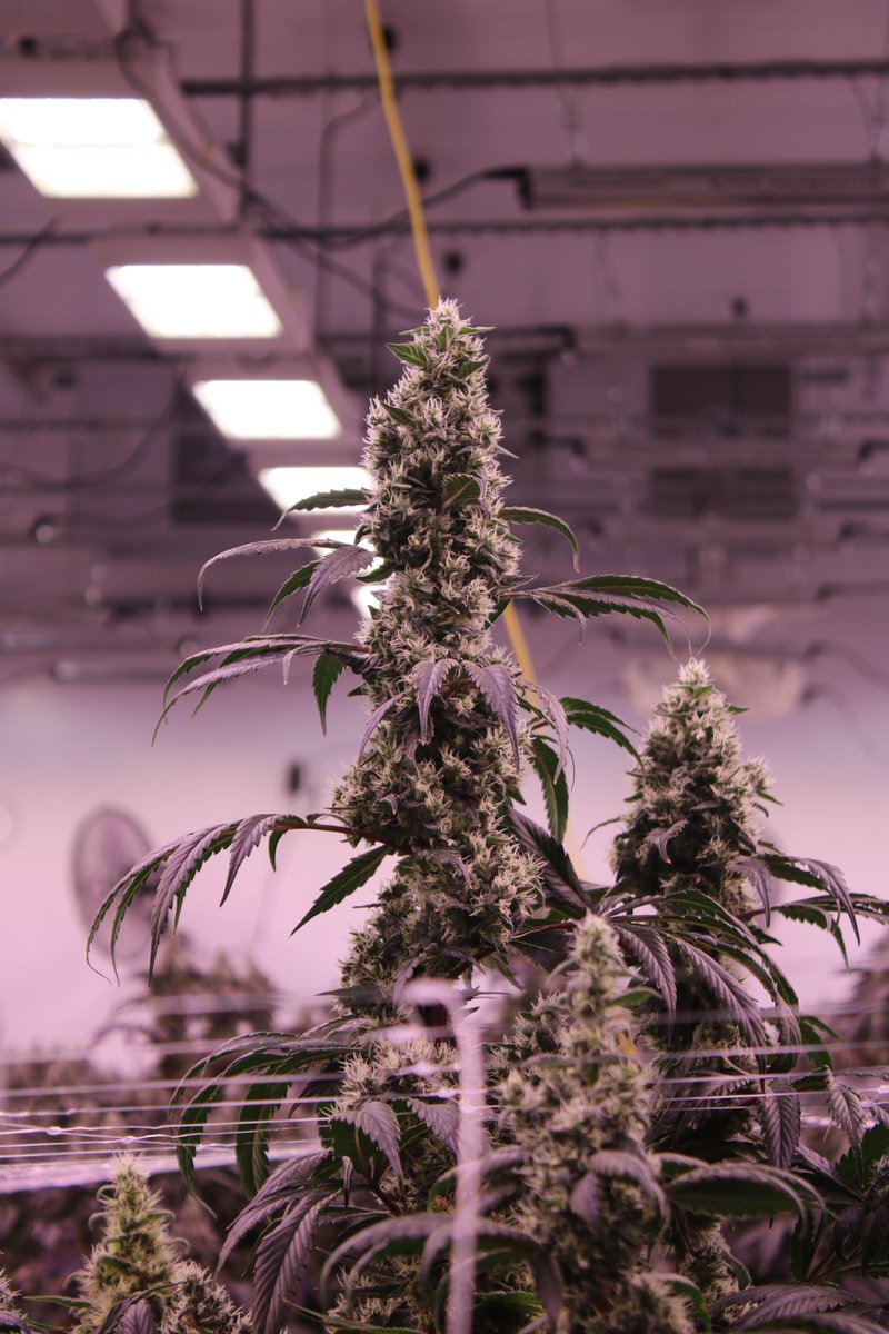 highlyeducatedc's tweet image. They not like us 🔥