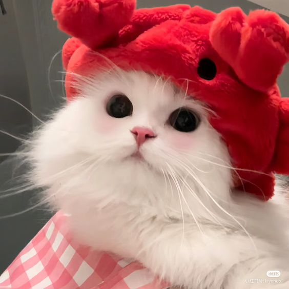 smallcutekitten's tweet photo. looking adorable 🦀❤️ https://t.co/7NhiCk24xz