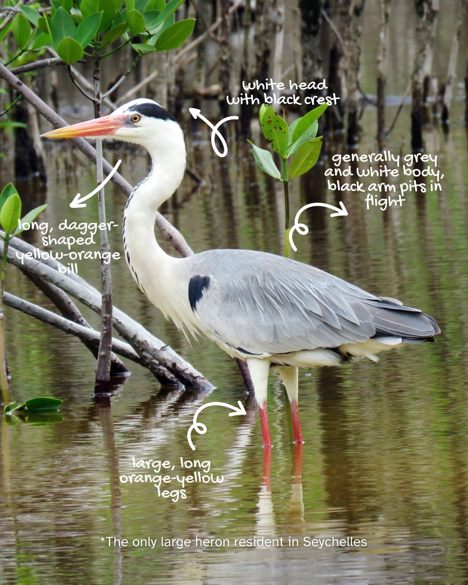 UNBiodiversity's tweet photo. Meet a true icon of wetlands - the #Greyheron

This educational campaign is part of our EU -funded "Wetlands of Hope" project to improve #wetland management in through collaboration.

via @NatureSey https://t.co/kM8bY8ulqZ