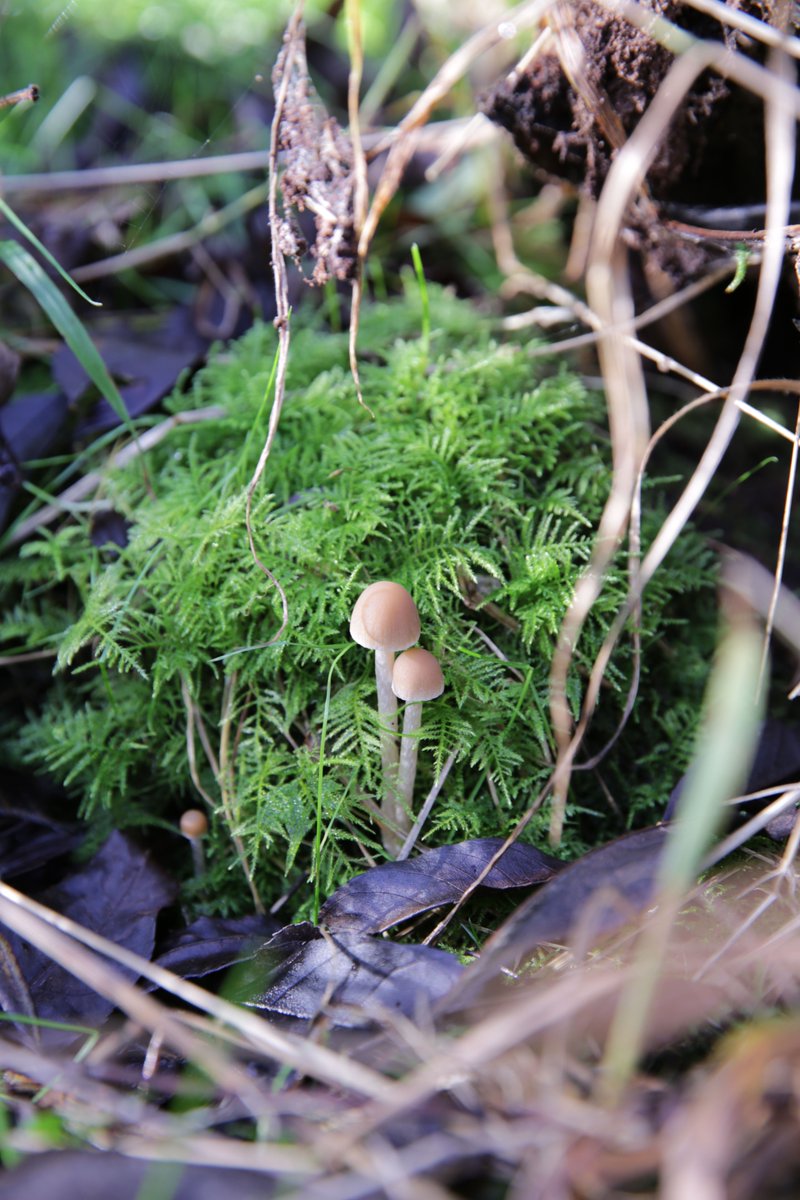 scienceoxford's tweet photo. Fern &amp; fungi 🌿 Day 2 #winterwonders #advent rejoicing in nature and our beautiful woodland at the Science Oxford Centre

📷  Bex Williams, Science Oxford Centre Officer. "I found this while looking under logs for newts. It just looked so nice!"

#glimmers #tinyforest #december https://t.co/CZRBEIss2E