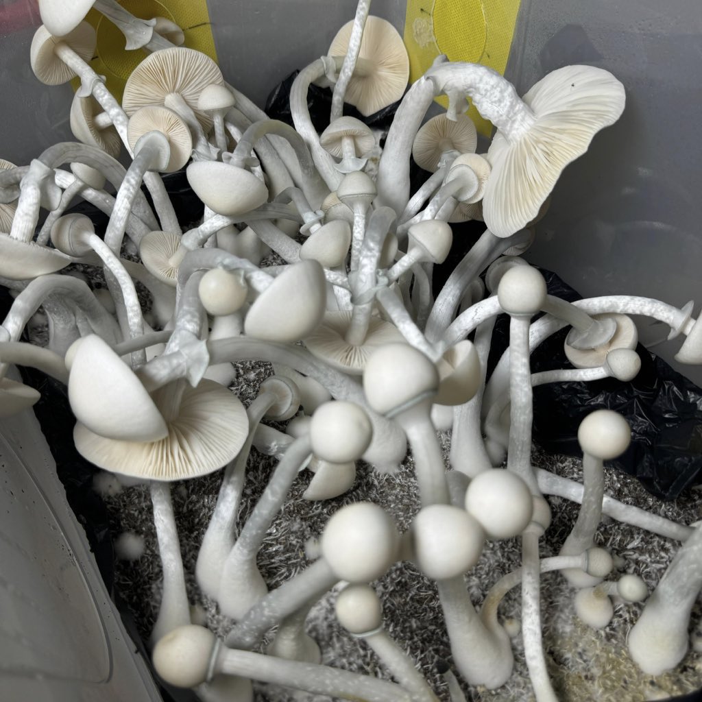 Cosechas siempre frescas de la mejor calidad genética.

Pedidos abiertos a toda Colombia 💌