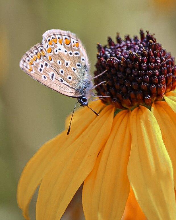 nic__crazy's tweet photo. Einfach mal ein Sommerfoto ... Schmetterlinge sind einfach interessant und schön 🦋
#PositiveVibes #butterfly #memoryofsummer https://t.co/39VNC7W2mS
