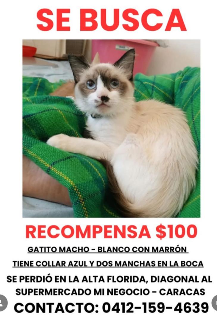 yaracalcagno's tweet photo. Se busca. Atención. Zona Alta Florida. Caracas. https://t.co/MwxW7O0IpR