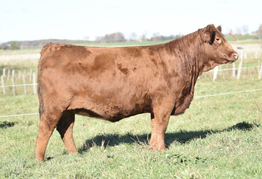 Justin Burgess tweet media