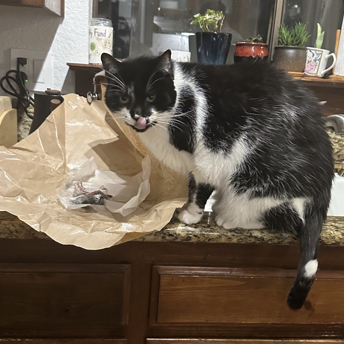 Not sure why one would leave salmon skins strewn about if they are not for the gentleman of the house !!