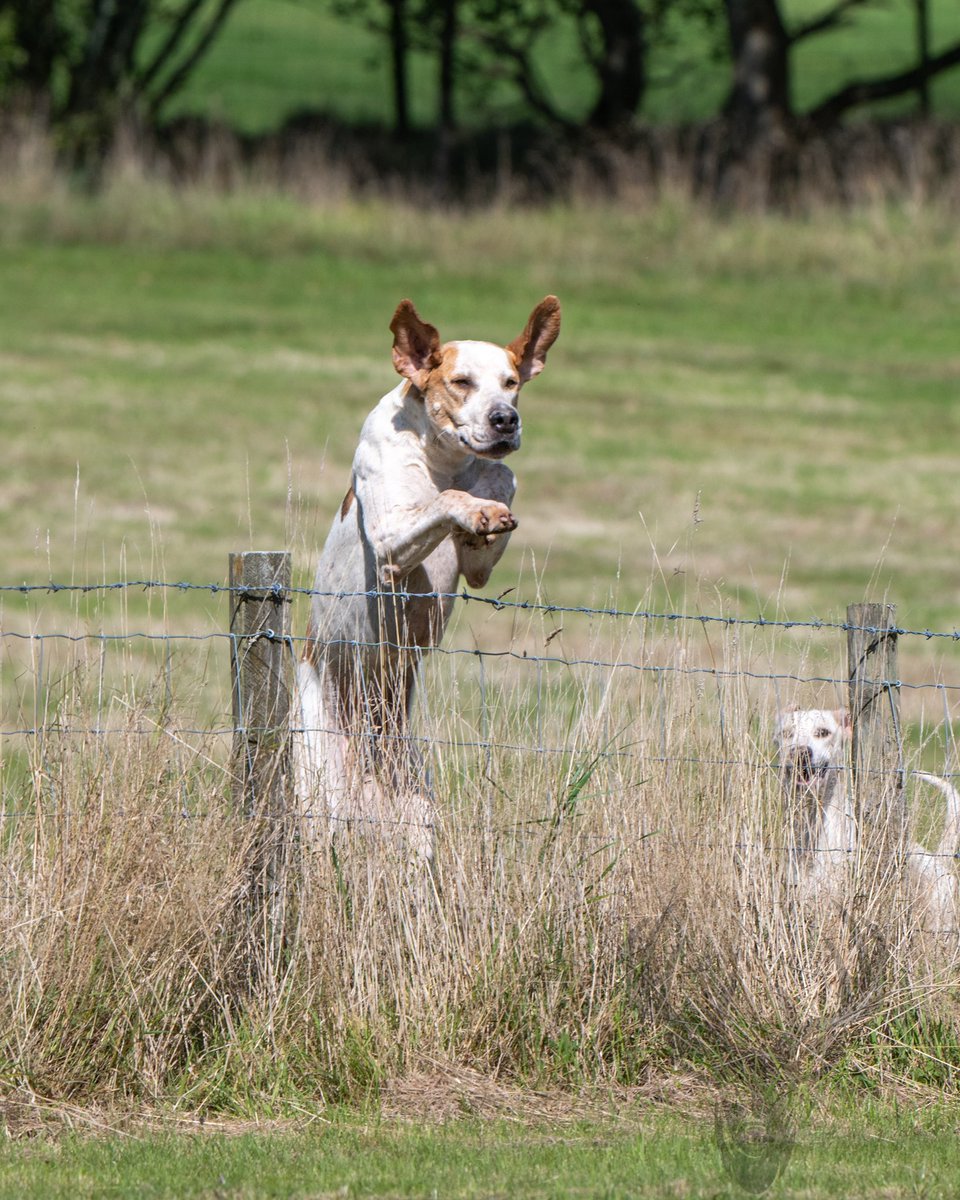 lurcherwork's tweet image. #hound #hunting #foxhound #workingdog