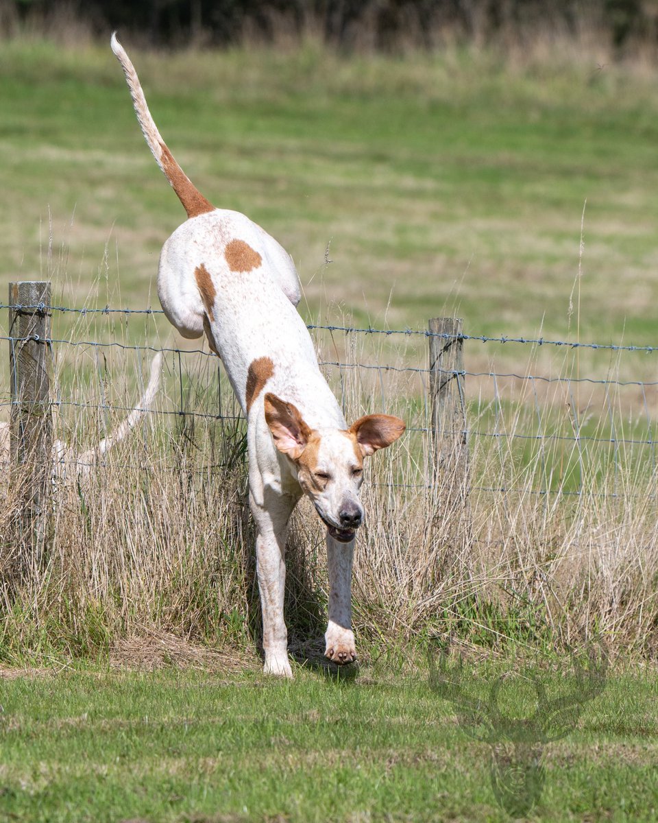 lurcherwork's tweet image. #hound #hunting #foxhound #workingdog