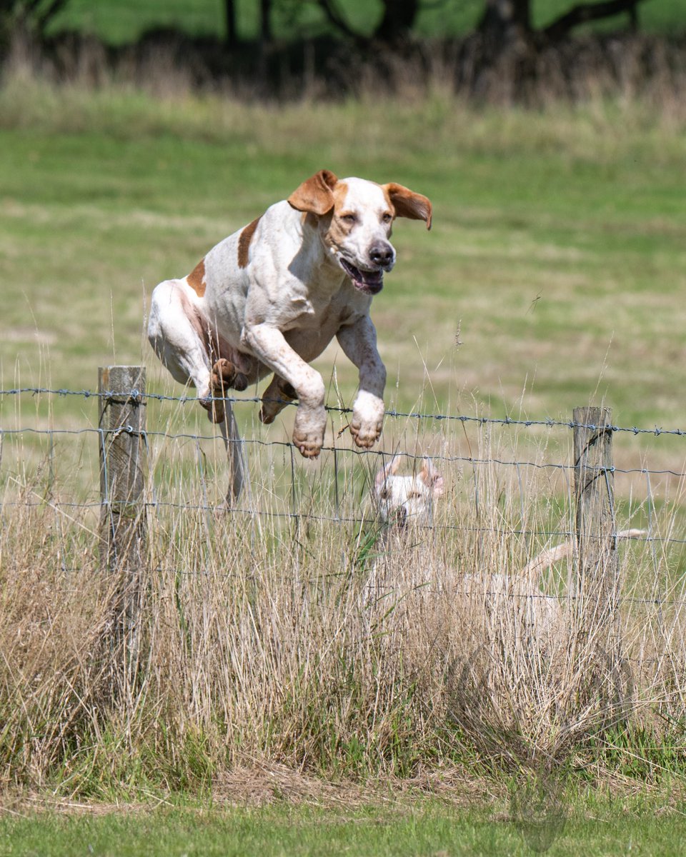 lurcherwork's tweet image. #hound #hunting #foxhound #workingdog