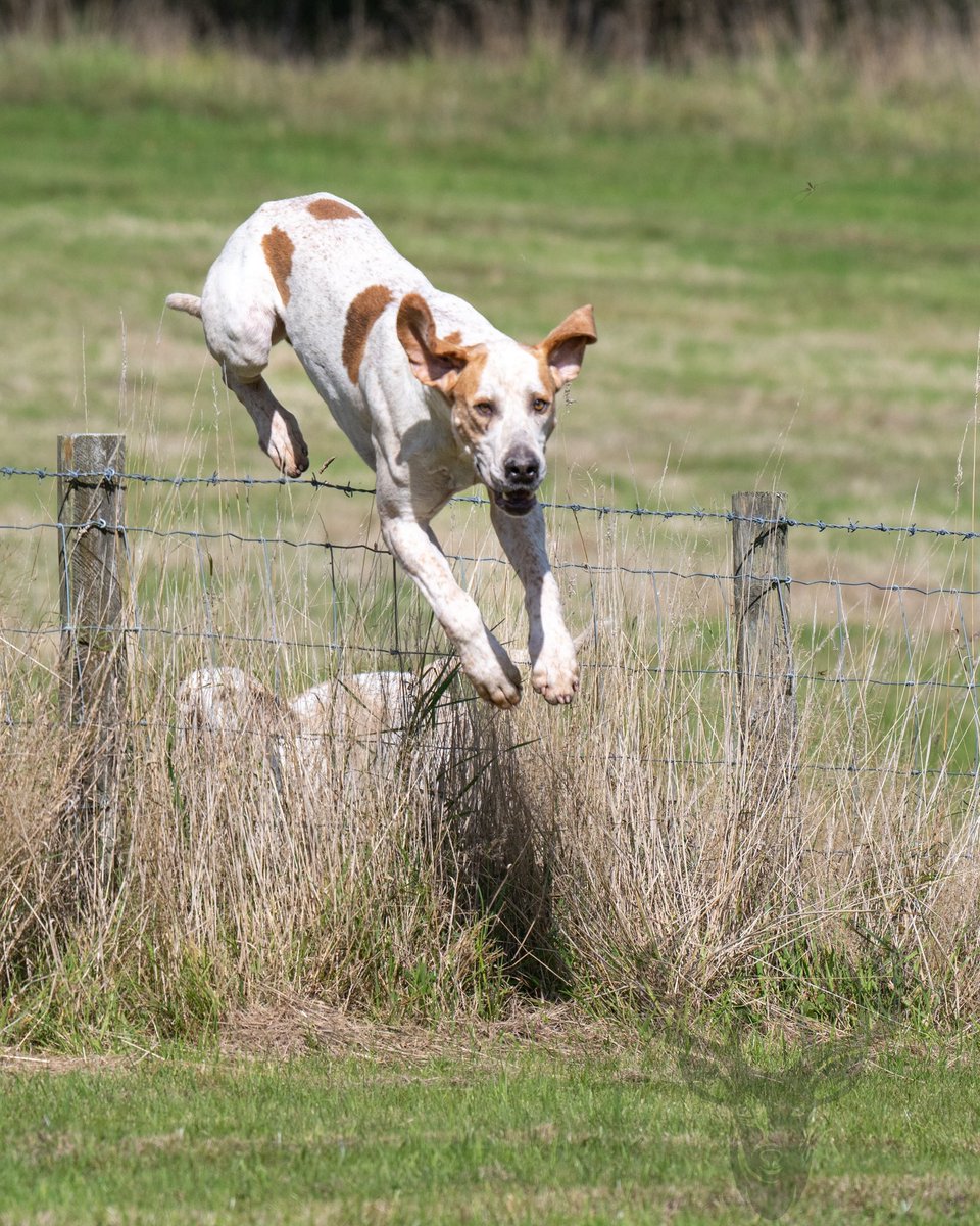 lurcherwork's tweet image. #hound #hunting #foxhound #workingdog