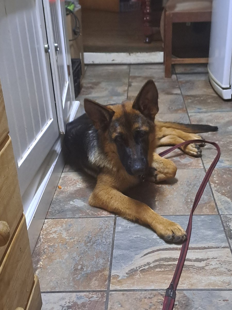 New addition to the family. 3rd German Shepherd in less that 2 years 😅😅😅

#gsd #GermanShepherds