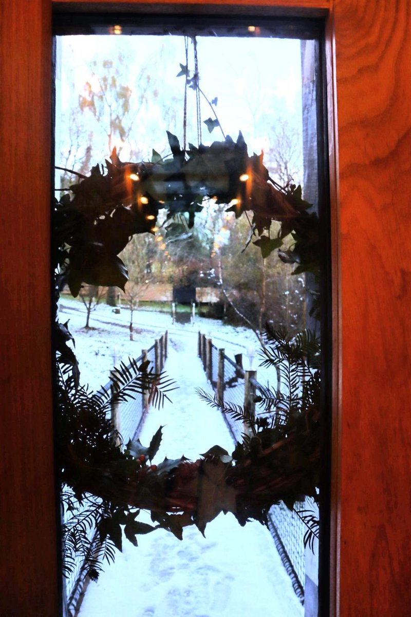 Wake up among the treetops, wander through tranquil woods, and breathe in the magic of December ✨❄️ Swap the holiday hustle for forest calm and rediscover the joy of the season🌲
 
#WinterInTheWoods #FestiveWellness #TreehouseDreams #MallinsonsWoodlandRetreat 
#VisitDorset