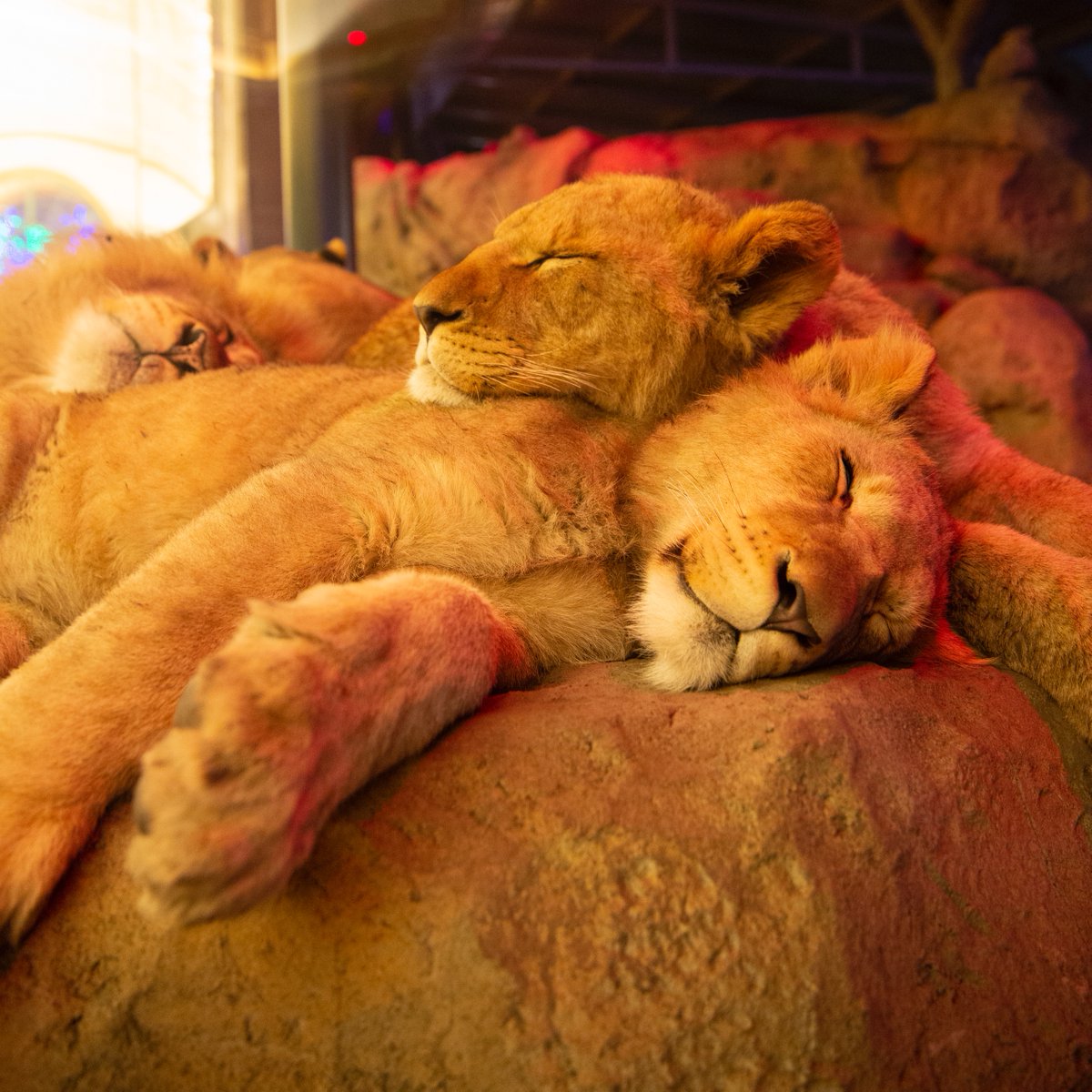 Throwback pic of lions cozying up from last year's ZooLights Presented by ComEd and Invesco QQQ! Who are you bringing with you to ZooLights this year?