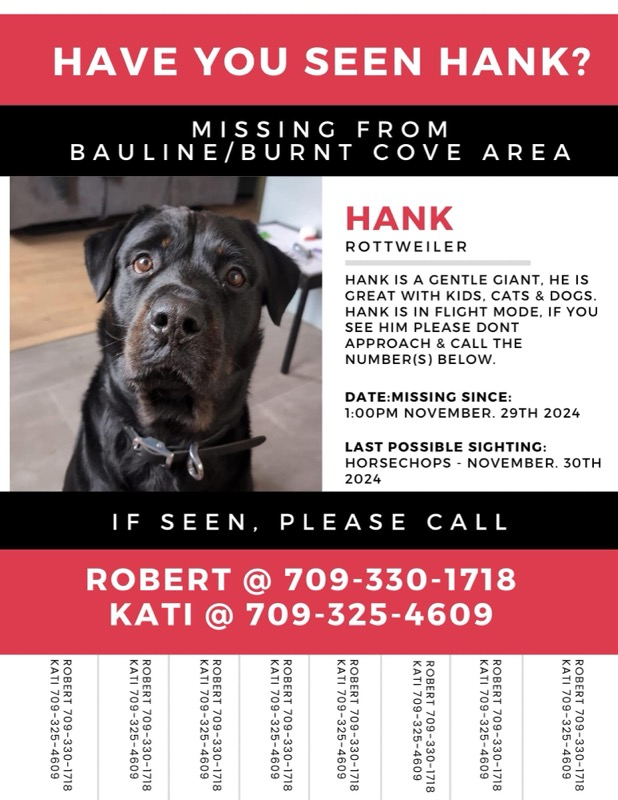 #nlmissingpets #nltraffic