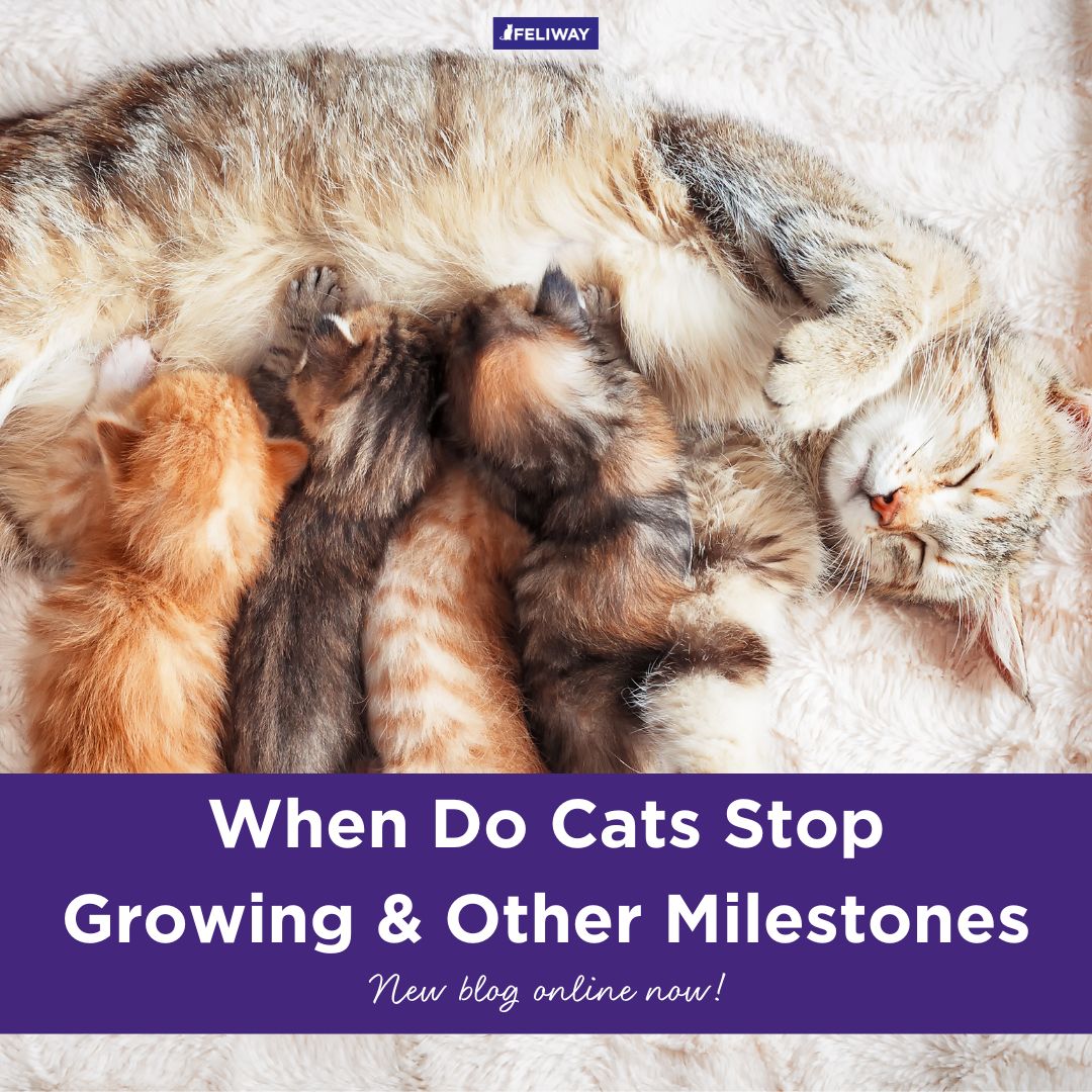 FeliwayUS's tweet photo. Many cat parents wonder, "When do cats stop growing?" Knowing a kitten's milestones can help you better care for them as they mature 🐈 Learn more in this week's blog! https://t.co/gdzD79YxLL