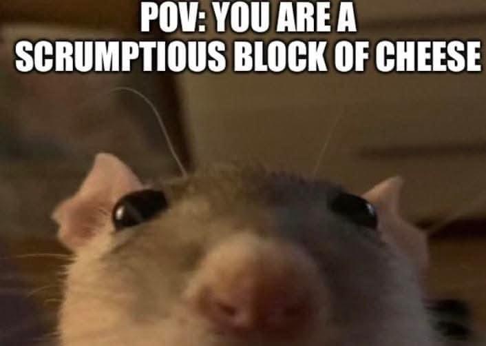 a bunch of rats✨ (@ratspicnic) on Twitter photo 