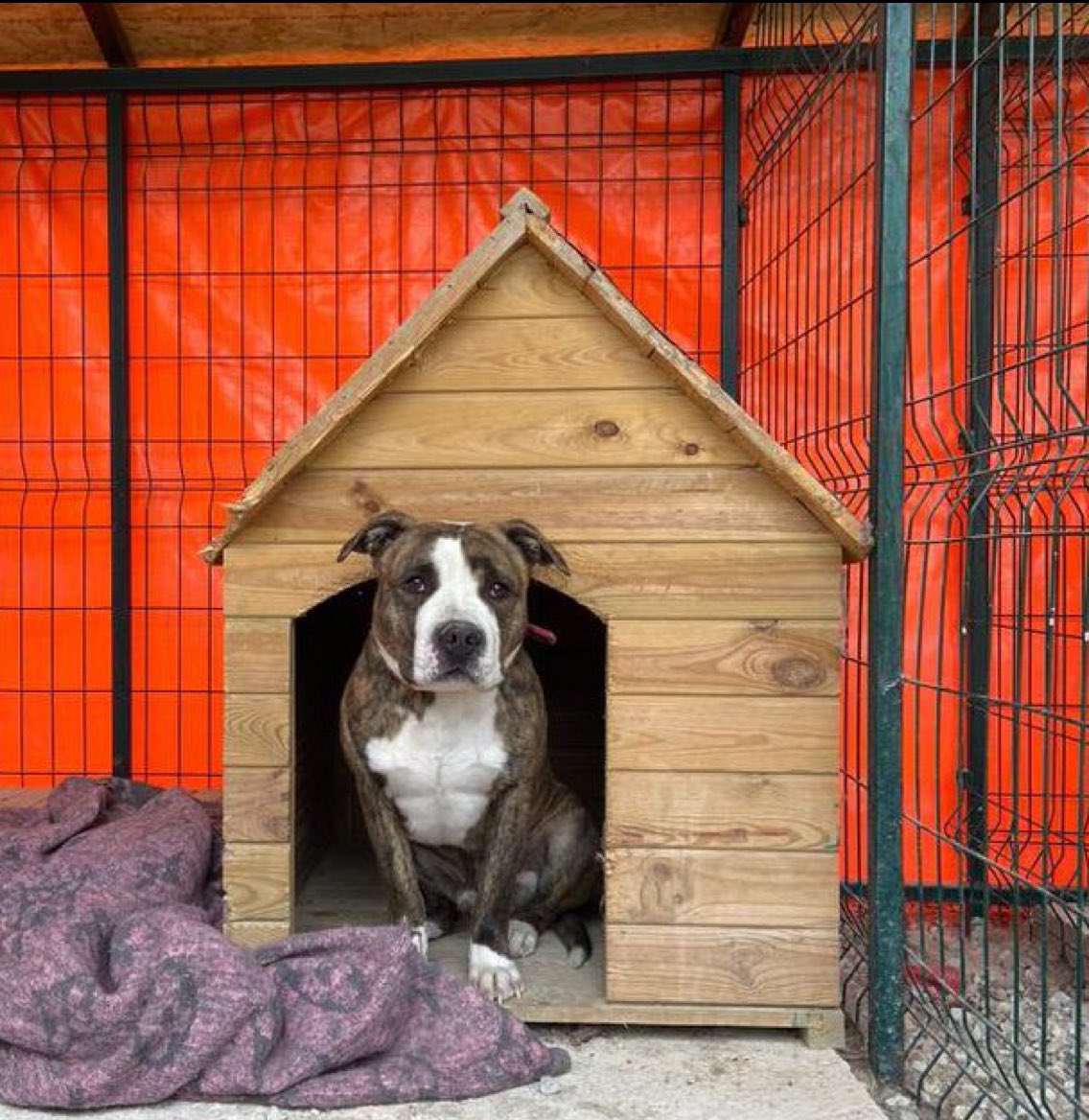 Kahve’yi 67 bin kişi görüntüledi ama 3 yıllık yuva bekleyişindeki üzüntüyü görüp yuva olmak isteyen kimse çıkmadı🥹