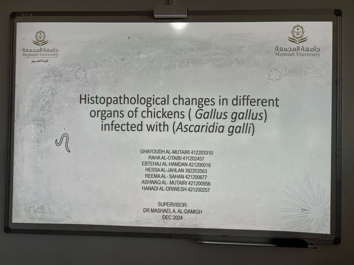 csz_mu's tweet photo. #جامعة_المجمعة 
نظم  قسم الأحياء بـ #كلية_العلوم مناقشة مشاريع التخرج الخاصة بالطالبات بحضور سعادة وكيلة الكلية د.وردة الحقيل وسعادة رئيسة القسم د.نوره السويح، وقد شهدت المناقشة حضور عدد من الطالبات وعضوات هيئة التدريس، حيث تم عرض  ومناقشة مجموعة من المشاريع المتميزة التي عملت عليها الطالبات كما أبدت سعادة الوكيلة وسعادة رئيسة القسم دعمهم وتشجيعهم للطالبات من خلال طرح الأسئلة ومشاركة رؤيتها لمستقبل هذه المشاريع.