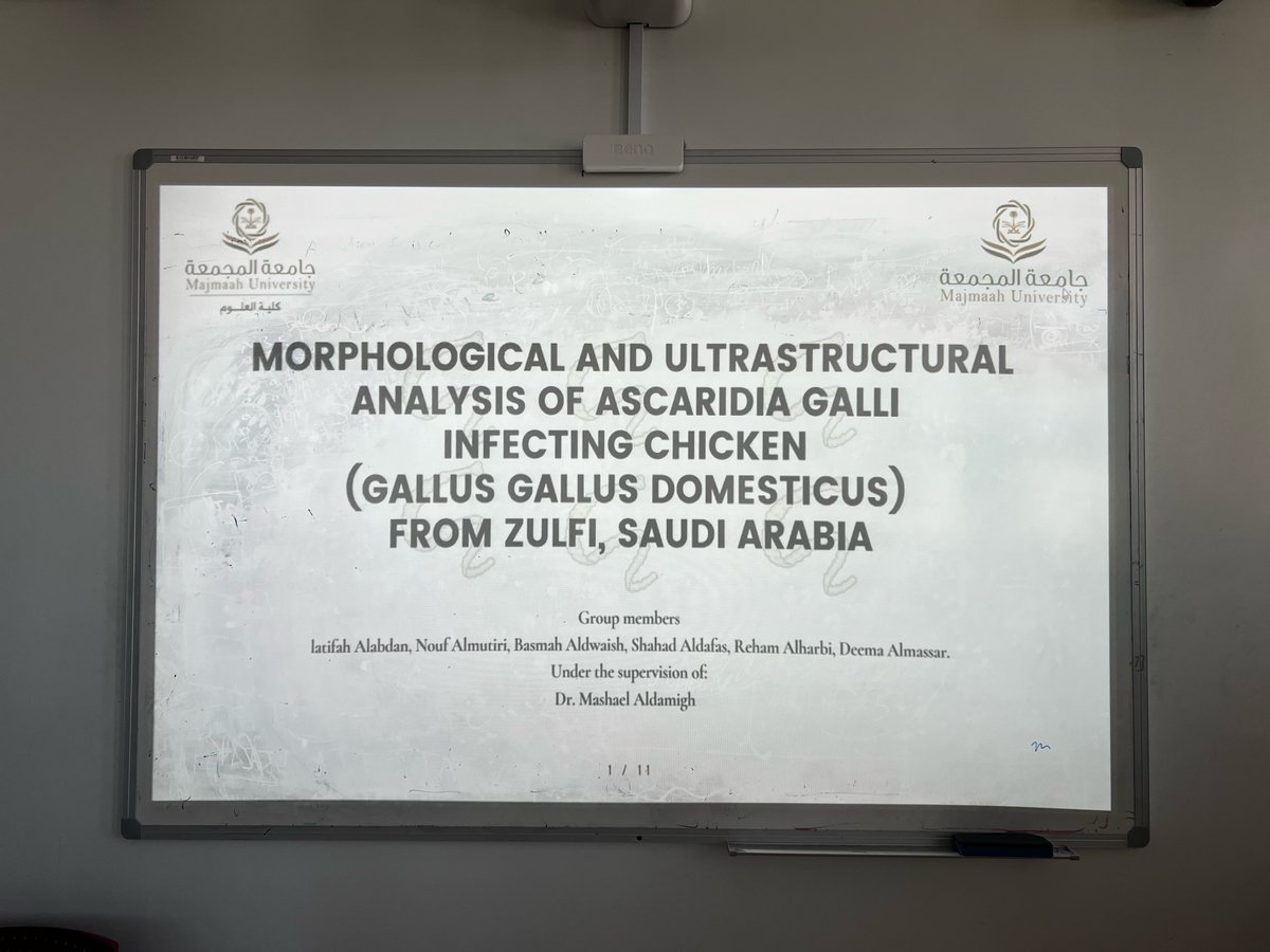 csz_mu's tweet photo. #جامعة_المجمعة 
نظم  قسم الأحياء بـ #كلية_العلوم مناقشة مشاريع التخرج الخاصة بالطالبات بحضور سعادة وكيلة الكلية د.وردة الحقيل وسعادة رئيسة القسم د.نوره السويح، وقد شهدت المناقشة حضور عدد من الطالبات وعضوات هيئة التدريس، حيث تم عرض  ومناقشة مجموعة من المشاريع المتميزة التي عملت عليها الطالبات كما أبدت سعادة الوكيلة وسعادة رئيسة القسم دعمهم وتشجيعهم للطالبات من خلال طرح الأسئلة ومشاركة رؤيتها لمستقبل هذه المشاريع.