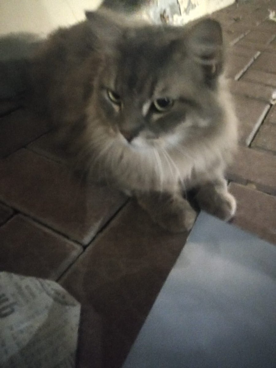 StoryMary's tweet photo. Has anyone lost this cat in Dubai? She's a large-sized fluffy and is roaming in Barsha South area. Very calm and friendly. Looks like either a lost or dumped pet #dubai #UAE #lost https://t.co/9Vk8z9hbCX