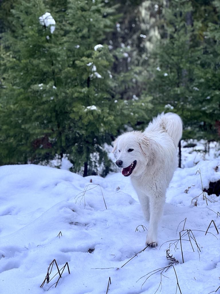 My girl Belle enjoying some freshly fallen snow ❄️ 😌