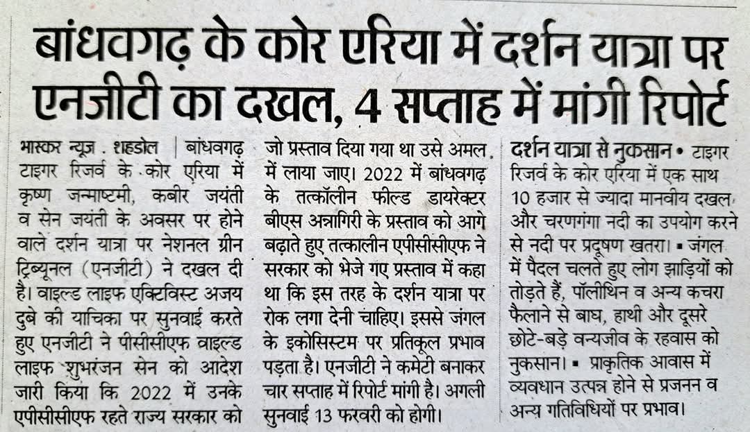 Ajaydubey9's tweet photo. वोट बैंक की राजनीति और भोपाल में बैठे डरपोक भ्रष्ट वन अफसरों के कारण बांधवगढ़ की दशा बिगड़ रही है
कोर एरिया में हजारों की भीड़ 
@PMOIndia @CMMadhyaPradesh @ntca_india @DrMohanYadav51 @moefcc #tiger #bandhavgarh https://t.co/2locNh49WZ