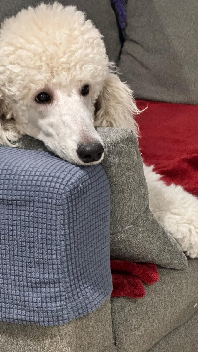 PinkPooches's tweet image. Happy Tuesday!! 🫶🫶🐶🐶 #Decembervibes #December2024