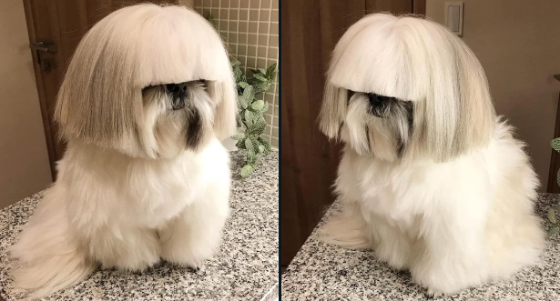OLIVERTREEMEME's tweet photo. When you go to the groomer and ask for a ‘trim,’ but walk out looking like Oliver Tree. 🐕✂️ 😂🤣 https://t.co/fhPEKdgHxF
