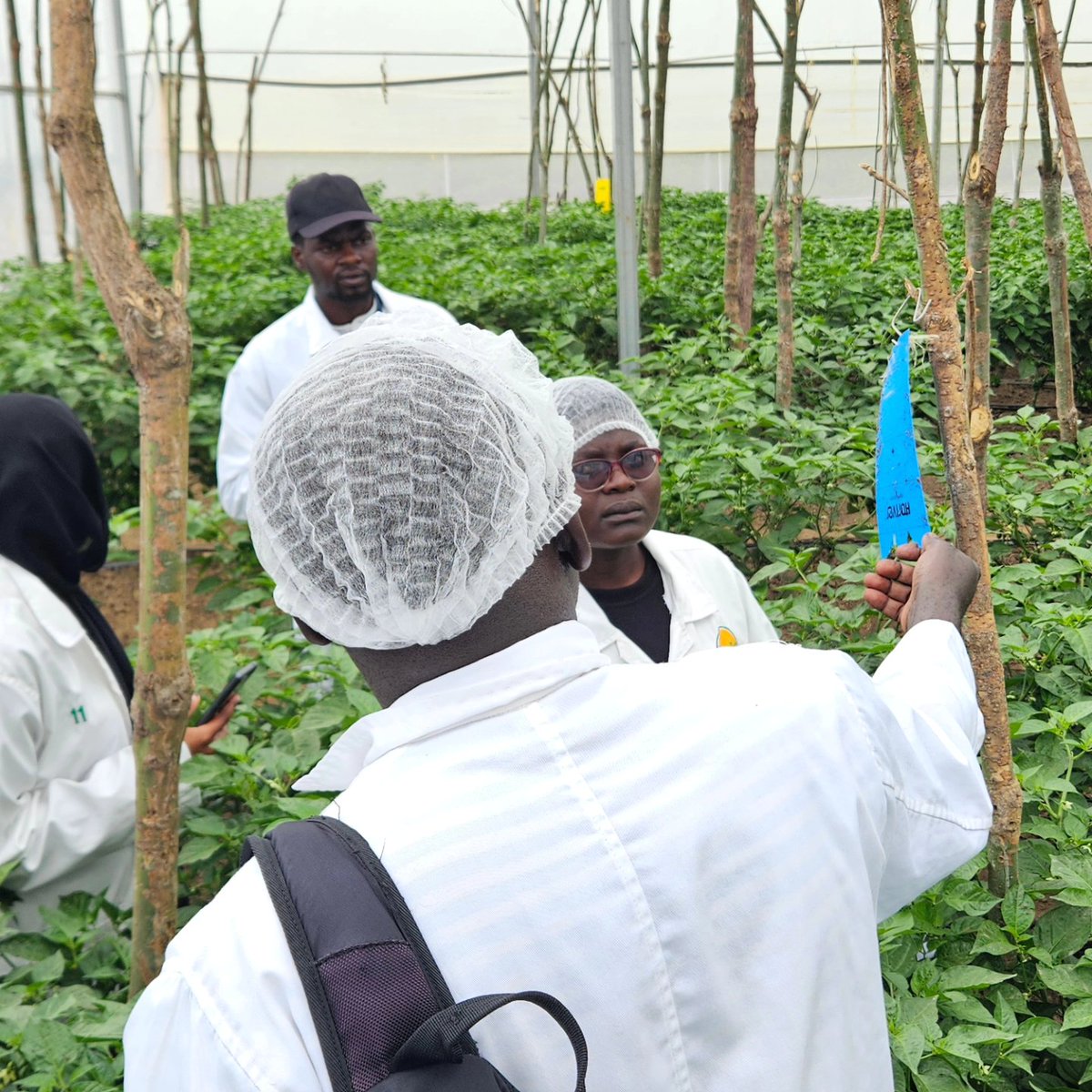 Collaboration with <a href="/HangaHubs/">Hanga Hubs</a> Nyagatare, <a href="/colead_link/">COLEAD.link</a>, and <a href="/NdegoFarm/">Ndego Farm Ventures</a> Academy on horticulture farming training and mentorship of youth in #Rwanda 🇷🇼.
Discussing the basics of agriculture production. <a href="/rwictchamber/">Rwanda ICT Chamber</a> #RwOT
#HorticultureTraining #YouthEmpowerment #SustainableFarming