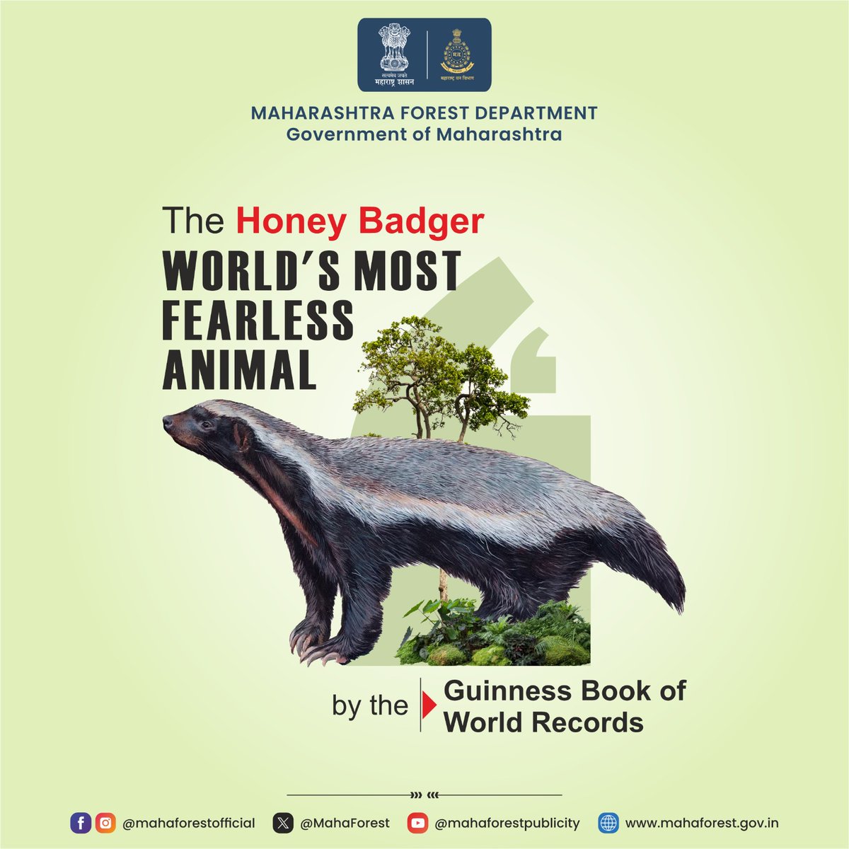 MahaForest's tweet photo. #HoneyBadger #FearlessAnimal #Wildlife #NatureLovers #AnimalKingdom #FearlessCreatures #MahaForest #SaveForest #wildlife #wildlifemaharashtra #conservation https://t.co/l7yUy7yWCJ