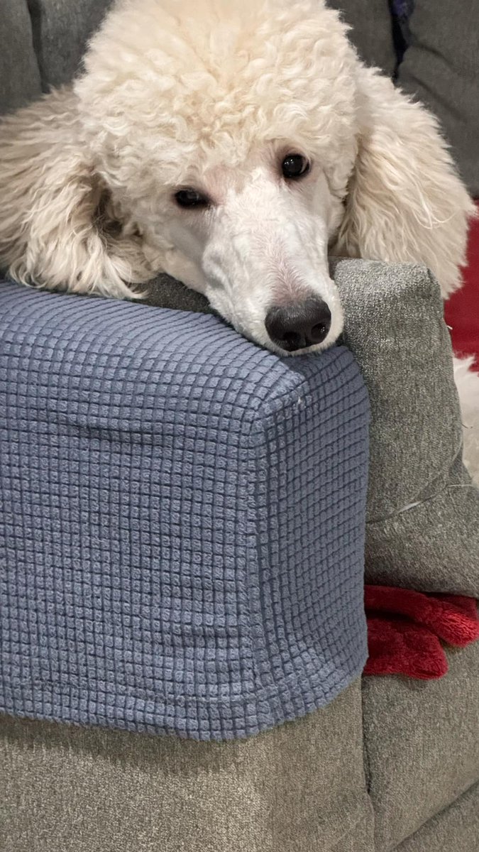 PinkPooches's tweet image. Happy Tuesday!! 🐶🐶🌲🌲#Decembervibes #December2024