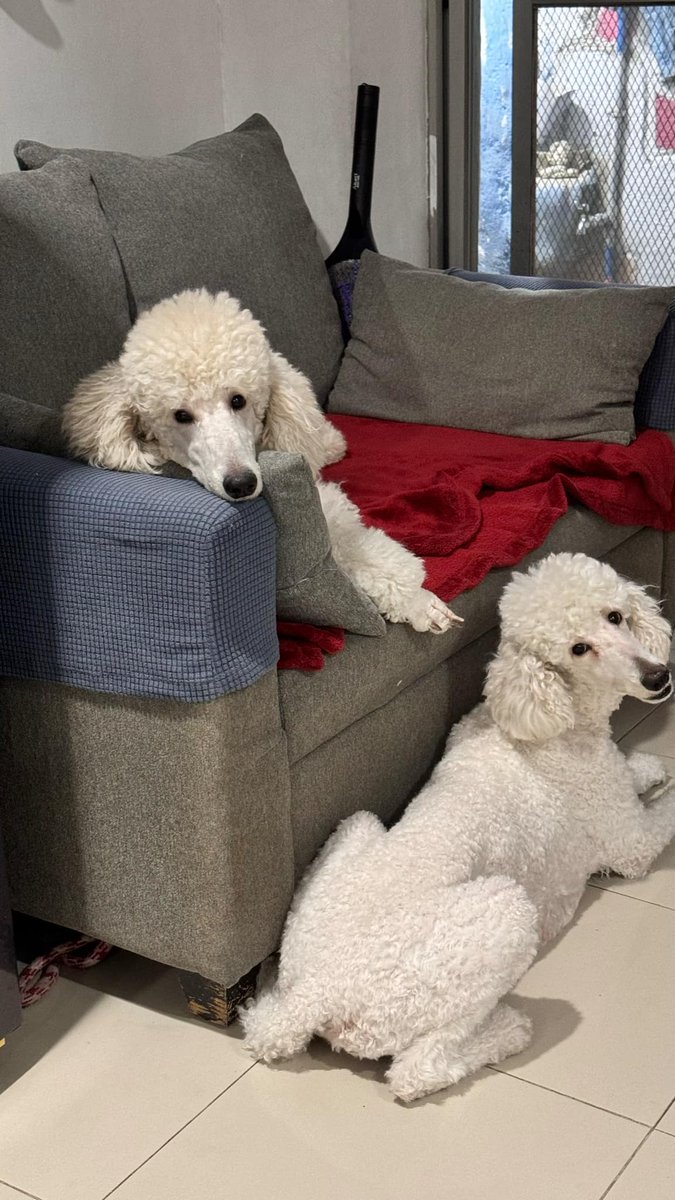 PinkPooches's tweet image. Happy Tuesday!! 🐶🐶🌲🌲#Decembervibes #December2024