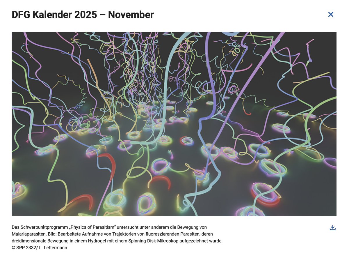 Ulrich Schwarz (also @ulrichschwarz.bsky.social) (@schwarzulrich) on Twitter photo The 2025 calendar of the German Research Foundation (DFG) is out
dfg.de/de/aktuelles/p…
Congrats to <a href="/LeonLettermann/">Leon Lettermann</a>, whose picture of malaria parasites was selected for November. Imaging data from <a href="/FrischknechtLab/">Freddy Frischknecht</a>, funding from DFG priority programme 2332 <a href="/ParasitePhysics/">Physics of Parasitism</a>. The 2025 calendar of the German Research Foundation (DFG) is out
dfg.de/de/aktuelles/p…
Congrats to <a href="/LeonLettermann/">Leon Lettermann</a>, whose picture of malaria parasites was selected for November. Imaging data from <a href="/FrischknechtLab/">Freddy Frischknecht</a>, funding from DFG priority programme 2332 <a href="/ParasitePhysics/">Physics of Parasitism</a>.