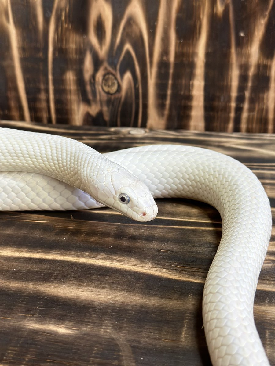 ブラックラットスネーク(セイブネズミヘビ) リューシスティック個体