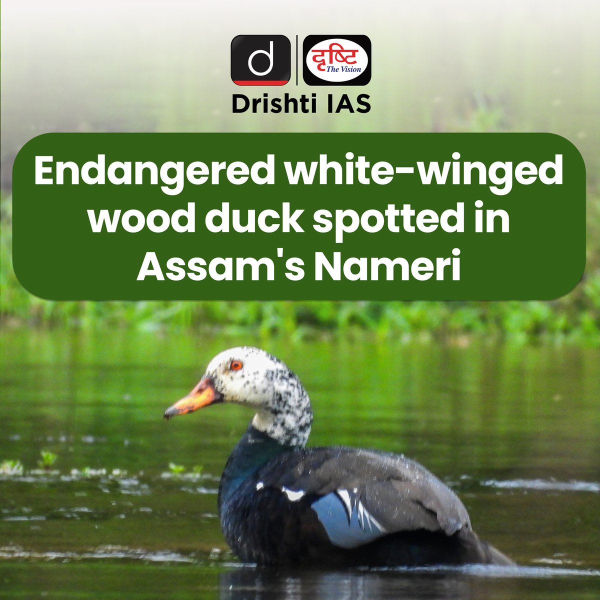 drishtiiaseng's tweet photo. Read about Endangered white-winged wood duck spotted in Assam's Nameri!

#DrishtiDailyBrief #WhiteWingedWoodDuck #WoodDuck #Endangered #Assam #Nameri #Bird #TigerReserve #Conservation #UPSC #DrishtiIAS #DrishtiIASEnglish https://t.co/PyWhs7QoCn