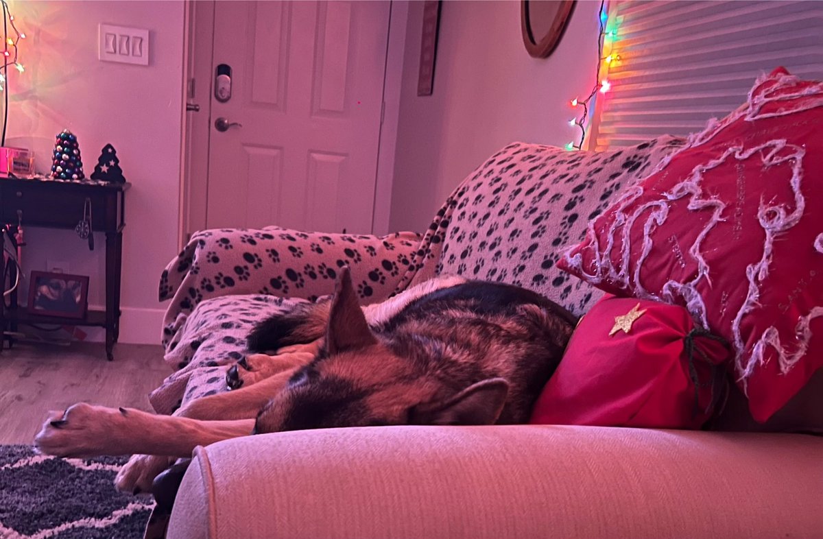 k9danka's tweet photo. Nite nite #k9 #gsd #workingdog #bombdog #dopedog #mygirls https://t.co/92DtMRKQRi