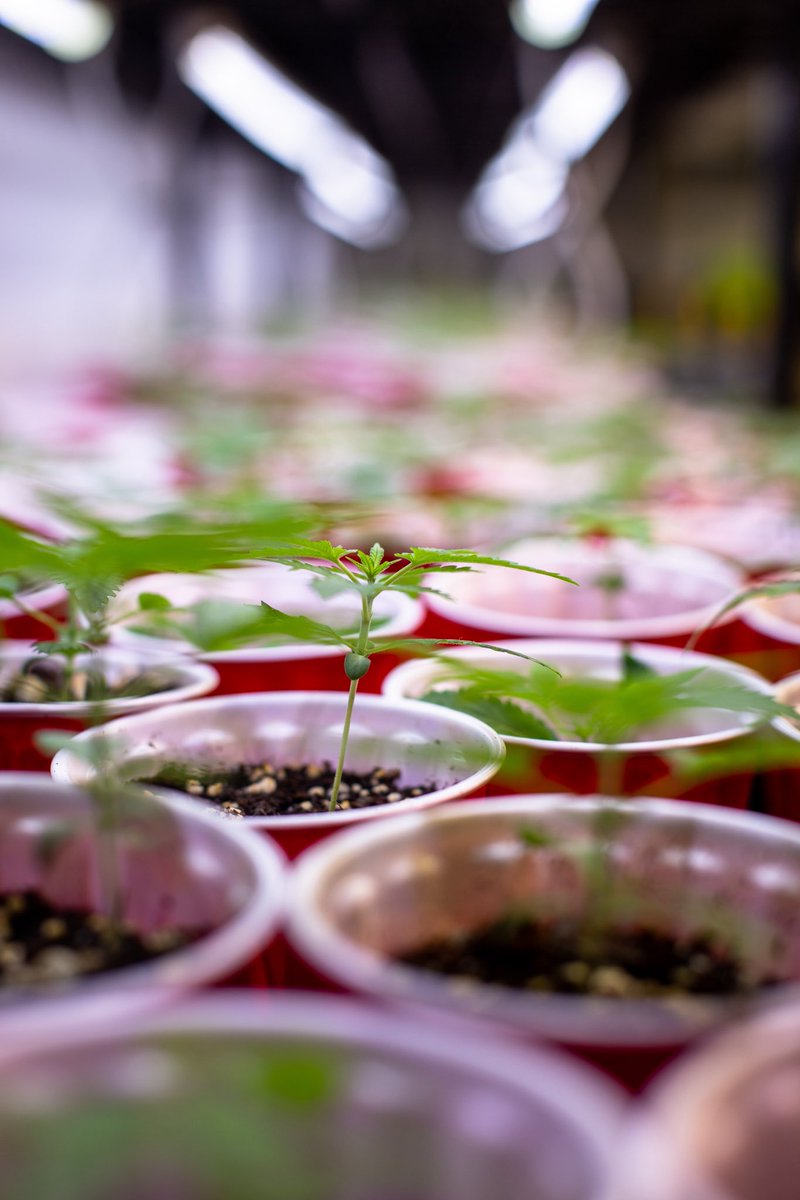 EmberValleyX's tweet photo. The phenohunt journey continues…

We’re closely observing the progress as our seeds evolve into seedlings. At this stage, they’re at their most delicate, building strong root systems that are vital for their future growth and overall health.

Over approximately 3 to 4 weeks in this stage, these young plants will begin to reach upward, following the light through phototropism—to ensure they absorb as much light as possible for photosynthesis.

Every step is crucial in building the foundation for what’s to come. This is just the beginning, and we’re patiently awaiting the expressions that will be selected to share in our jars! 🌱

#fromshastawithlove #cannabis #cultivation #seedling #phenohunting